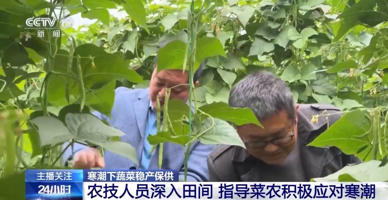 被 寒潮下蔬菜这样稳产保供尊龙凯时APP蔬菜也要盖棉(图11)