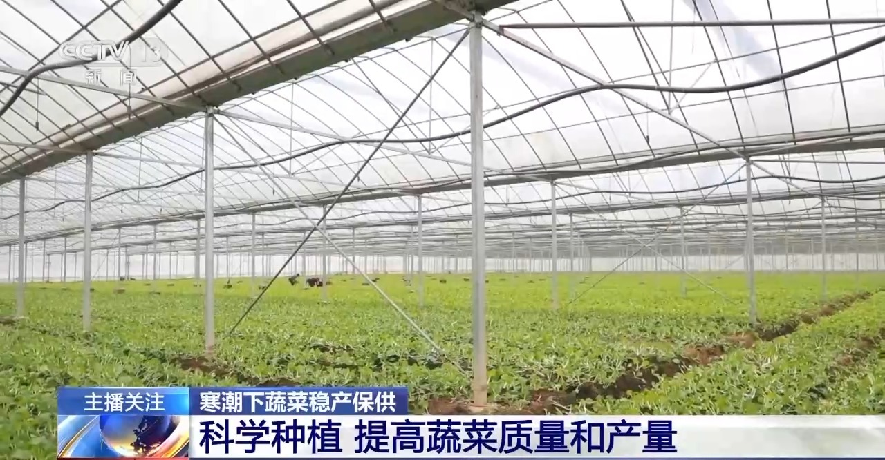 被 寒潮下蔬菜这样稳产保供尊龙凯时APP蔬菜也要盖棉(图8)