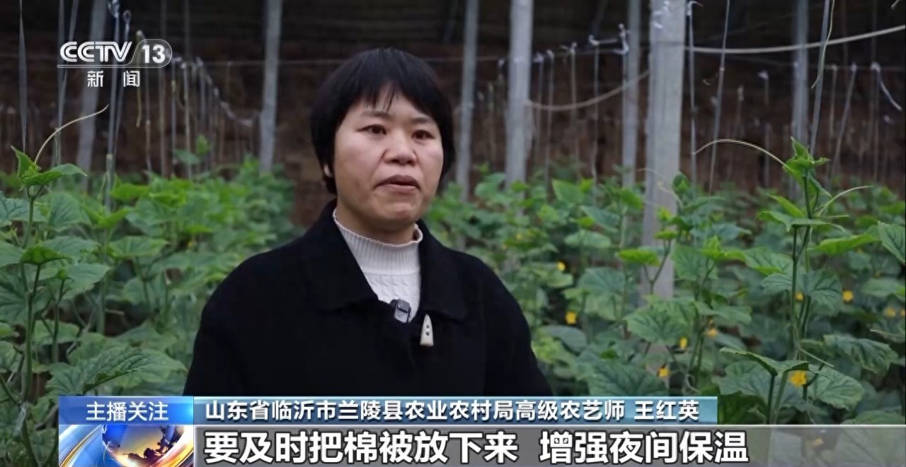 被 寒潮下蔬菜这样稳产保供尊龙凯时APP蔬菜也要盖棉(图6)