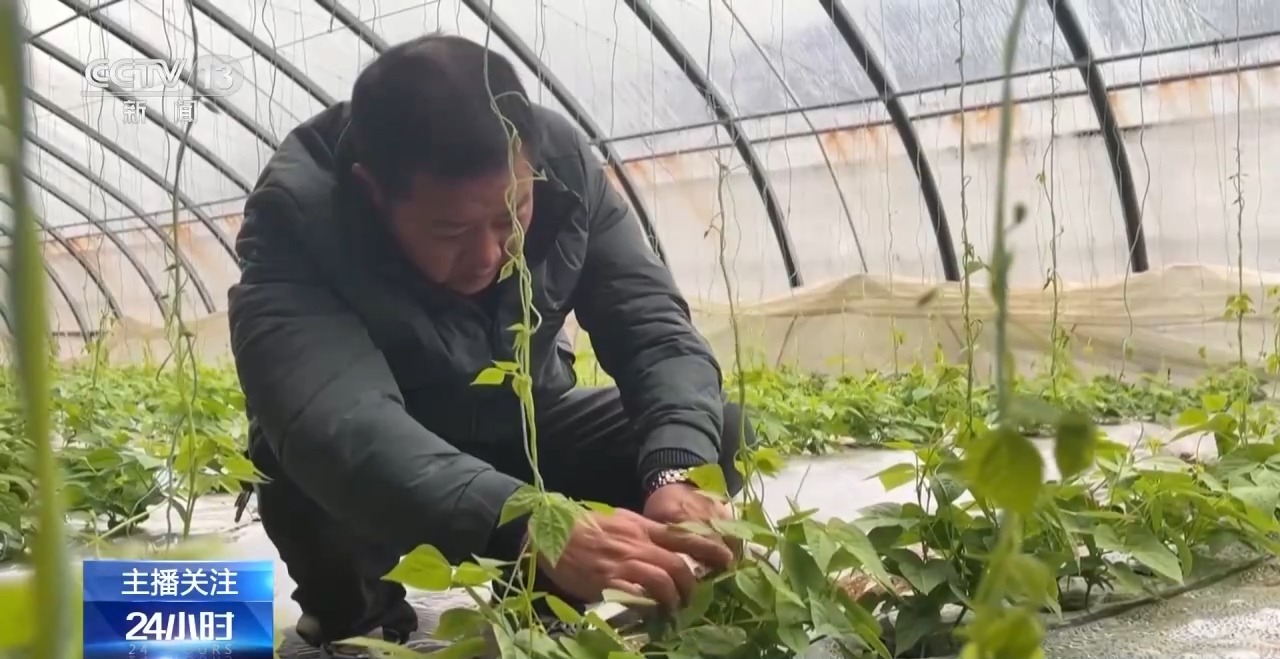 被 寒潮下蔬菜这样稳产保供尊龙凯时APP蔬菜也要盖棉(图10)