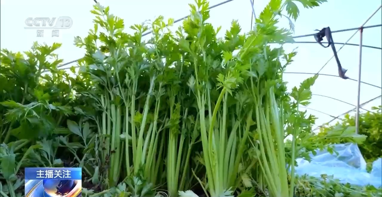 被 寒潮下蔬菜这样稳产保供尊龙凯时APP蔬菜也要盖棉(图16)